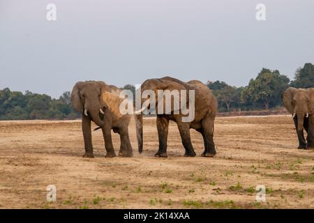 Eine erstaunliche Nahaufnahme von riesigen Elefanten, die sich auf den sandigen Ufern eines afrikanischen Flusses bewegen Stockfoto