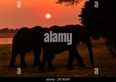 Eine erstaunliche Nahaufnahme von riesigen Elefanten, die sich beim Sonnenuntergang am sandigen Ufer eines afrikanischen Flusses bewegen Stockfoto