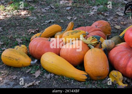 Bunte Kürbisse auf dem Boden. Herbstrückgrat. Halloween-Festival. Gemüsemarkt. Kürbisse Farm. Stockfoto