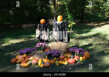 Orangefarbener Kürbiskopf. Herbstrückgrat. Halloween-Festival. Gemüsemarkt. Kürbisse Farm. Stockfoto