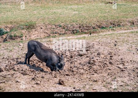 Eine Nahaufnahme eines riesigen Warzenschweins, der in der Savanne isst Stockfoto