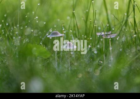 Kleine Pilze und Grashalme mit Tau-Tropfen auf einem Rasen schließen sich am frühen Morgen aus Stockfoto