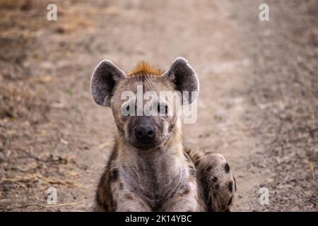 Eine wunderbare Nahaufnahme der gefleckten Hyäne in der Savanne Stockfoto