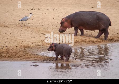 Ein herrlicher Blick auf eine Nilpferd und ihr Junges am sandigen Ufer eines afrikanischen Flusses Stockfoto