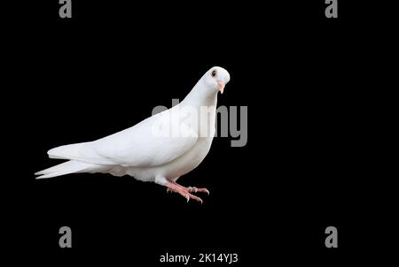 Weiße Taube sitzt isoliert auf Schwarz Stockfoto