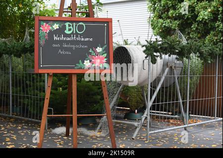 Köln, Deutschland. 15. September 2022. Zeichen Weihnachtsbäume aus biologischem Anbau Kredit: Horst Galuschka/dpa/Alamy Live News Stockfoto