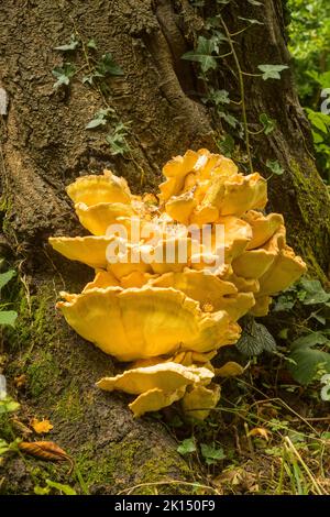 Hühnerpilz (Laetiporus sulfureus), der auf einem Wildkirschbaum (Prunus aviumin) wächst Southampton Old Cemetery, Hampshire, England. Stockfoto