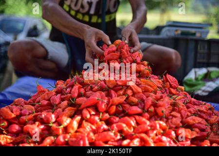 Nagaon, Indien. 15. September 2022. Ein Händler verkauft Geisterchilli, lokal bekannt als „bhut jolokia“, im Nagaon-Bezirk im nordöstlichen Bundesstaat Assam, Indien, 15. September 2022. Quelle: Str/Xinhua/Alamy Live News Stockfoto