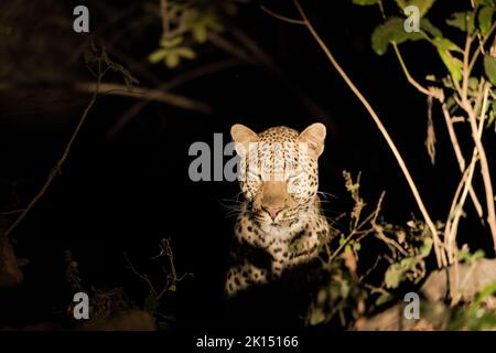 Nahaufnahme eines Leoparden, der in der Nacht im Busch ruht Stockfoto