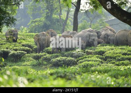 Nagaon, Indien. 15. September 2022. Eine Herde wilder Elefanten wird in einem Teeanwesen im Nagaon-Distrikt im nordöstlichen Bundesstaat Assam, Indien, gesehen, 15. September 2022. Quelle: Str/Xinhua/Alamy Live News Stockfoto