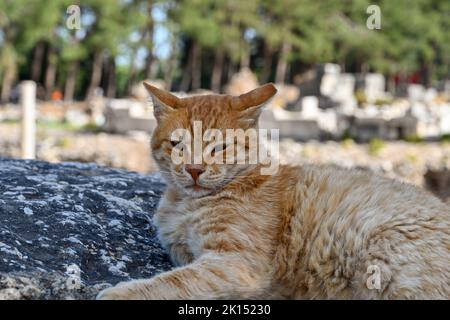 Nahaufnahme einer Ingwerkatze, die auf einem Felsen liegt. Keine Personen. Stockfoto
