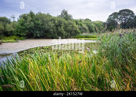 Der Ornamental Lake auf Southampton Common mit großen Schlammflächen, die aufgrund der Dürre im Juli und August 2022 ausgesetzt waren. Stockfoto