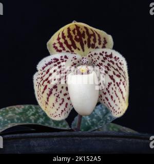 Nahaufnahme der cremig-weißen und violett-roten Blume der Lady Slipper Orchideenart paphiopedilum godefroyae var leucochilum auf schwarzem Grund isoliert Stockfoto