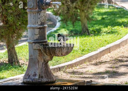 Männliche Amsel (Turdus merula), die in einem öffentlichen Brunnen baden und trinken Stockfoto