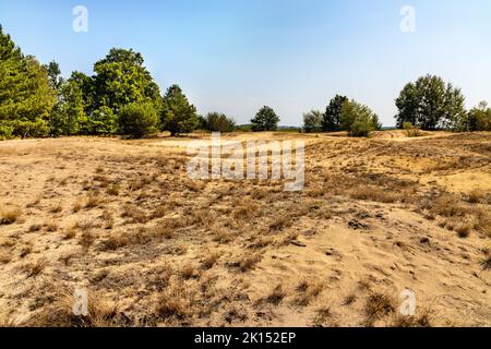 Sanddüne Wydma Pekatka mit seltener Vegetation mit Blick auf Bagno Calowanie Swamp Wildreservat in Podblel Dorf südlich von Warschau in Mazovia Region Stockfoto