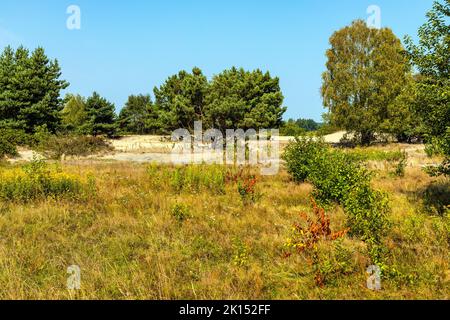 Sanddüne Wydma Pekatka mit seltener Vegetation mit Blick auf Bagno Calowanie Swamp Wildreservat in Podblel Dorf südlich von Warschau in Mazovia Region Stockfoto