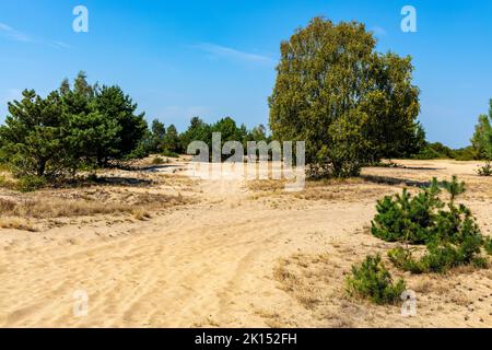 Sanddüne Wydma Pekatka mit seltener Vegetation mit Blick auf Bagno Calowanie Swamp Wildreservat in Podblel Dorf südlich von Warschau in Mazovia Region Stockfoto