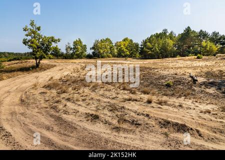 Sanddüne Wydma Pekatka mit seltener Vegetation mit Blick auf Bagno Calowanie Swamp Wildreservat in Podblel Dorf südlich von Warschau in Mazovia Region Stockfoto