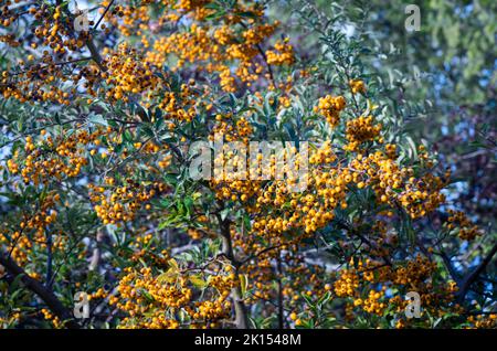 Massen von gelben Beeren auf einem firethorn-Strauch (Pyramicantha coccinea) in einem Garten in Südengland. Stockfoto