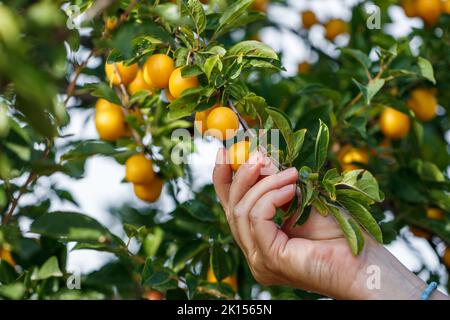 Hand pflücken reife gelbe Mirabelle Pflaume aus Baum. Früchte im Obstgarten ernten Stockfoto