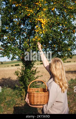 Frau pflückt gelbe Mirabelle-Pflaumen in den Korb. Bäuerin, die im Obstgarten Früchte erntet Stockfoto