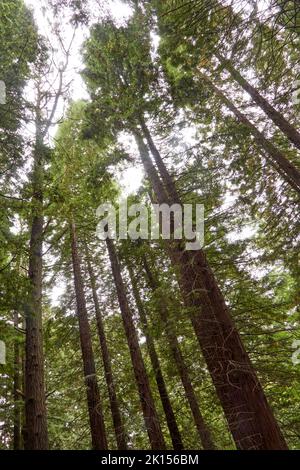 Sonnenuntergang auf einer Lichtung in einem Redwood-Wald. Aufrechte Fotografie. Stockfoto