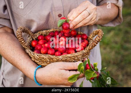 Landwirt hält geerntete rote Mirabellepflaumen im Weidenkorb. Frau pflückt Früchte Stockfoto