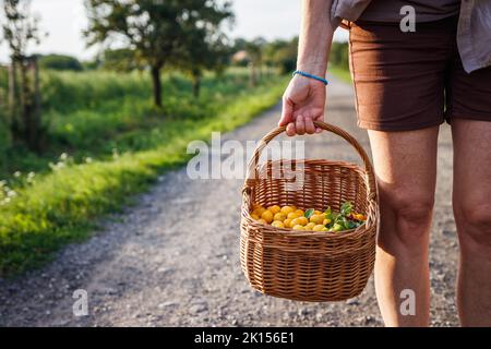 Frau hält Korb mit geernteten gelben Mirabellepflaumen auf dem Fußweg. Bauer pflückt reife Pflaumen in der Gasse entlang der Landstraße Stockfoto