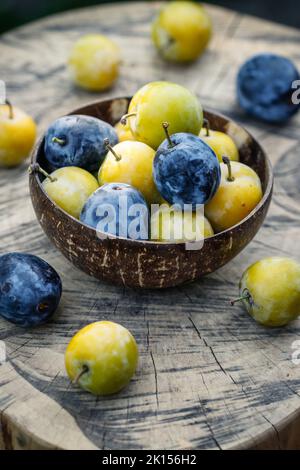 Greengage und blaue Pflaume in der Schüssel. Geerntete hausgemachte reife Früchte Stockfoto