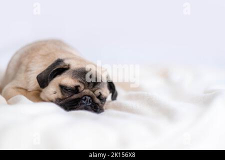 Draufsicht niedlich lustig Mops Hund schlafen auf dem Bett zu Hause, Haustiere, Ruhe, Entspannung. Stockfoto