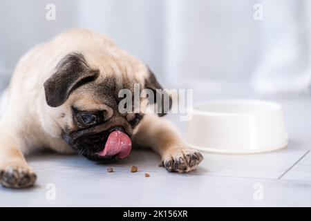 Nahaufnahme Mops Hund essen frische trockene Hundefutter Kibbles für kleine Welpen, Werbung Hundefutter auf hellgrauem Hintergrund Stockfoto