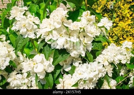 Weiße Blüte von arabischem Jasmin (lateinischer Name: Jasminum sambac) an einem sonnigen Sommertag Stockfoto