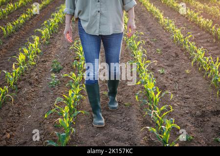 Bauer mit Gummistiefeln läuft im Maisfeld. Landwirtschaftliche Tätigkeit auf bewirtschafteten Flächen Stockfoto