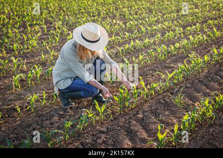 Landwirt, der Maispflanzen auf dem Feld untersucht. Landwirtschaftliche Tätigkeit auf bewirtschafteten Flächen. Eine Agronomin untersucht den Maiskeimling Stockfoto