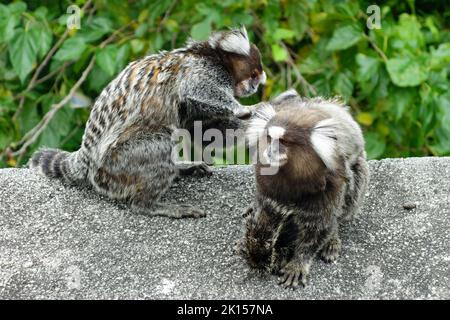 Marmoset, Weißbüschelaffe, Callithrix jacchus, Zuckerhut, Pão de Açúcar, Rio de Janeiro, Südosten, Brasilien, Südamerika Stockfoto