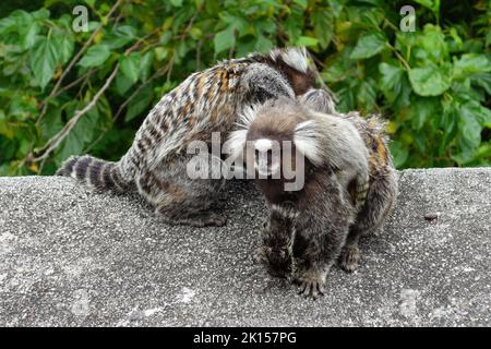 Marmoset, Weißbüschelaffe, Callithrix jacchus, Zuckerhut, Pão de Açúcar, Rio de Janeiro, Südosten, Brasilien, Südamerika Stockfoto