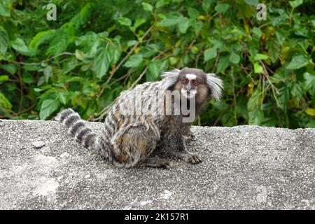 Marmoset, Weißbüschelaffe, Callithrix jacchus, Zuckerhut, Pão de Açúcar, Rio de Janeiro, Südosten, Brasilien, Südamerika Stockfoto