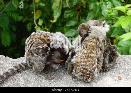 Marmoset, Weißbüschelaffe, Callithrix jacchus, Zuckerhut, Pão de Açúcar, Rio de Janeiro, Südosten, Brasilien, Südamerika Stockfoto