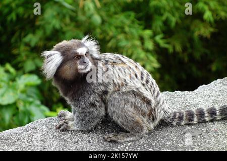 Marmoset, Weißbüschelaffe, Callithrix jacchus, Zuckerhut, Pão de Açúcar, Rio de Janeiro, Südosten, Brasilien, Südamerika Stockfoto