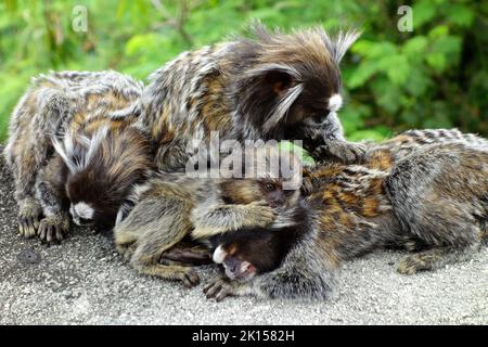 Marmoset, Weißbüschelaffe, Callithrix jacchus, Zuckerhut, Pão de Açúcar, Rio de Janeiro, Südosten, Brasilien, Südamerika Stockfoto