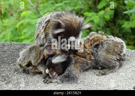 Marmoset, Weißbüschelaffe, Callithrix jacchus, Zuckerhut, Pão de Açúcar, Rio de Janeiro, Südosten, Brasilien, Südamerika Stockfoto