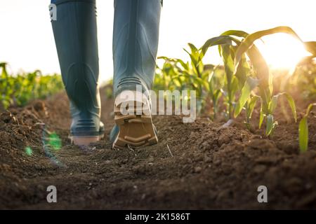 Gummistiefel im Maisfeld bei Sonnenuntergang. Landwirt, der auf einem Biobauernhof läuft und das Wachstum der Maispflanze kontrolliert. Gartenbau und landwirtschaftliches Konzept Stockfoto