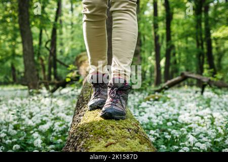 Wanderschuh. Tourist Wandern auf gefallenen Baumstamm im Wald Stockfoto