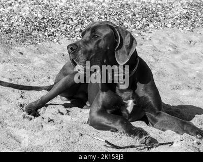 Schöne junge Dogge im Portrait draußen im Grünen und am Strand Stockfoto