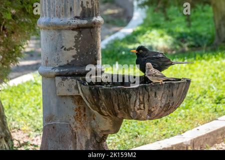 Männliche Amsel (Turdus merula), die in einem öffentlichen Brunnen baden und trinken Stockfoto