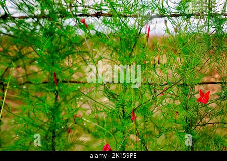 Zypressenrebe, eine Art des morgendlichen Ruhms, blüht auf einem Zaun, 8. September 2022, in Fairhope, Alabama. Stockfoto