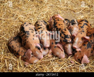 Eine Farmhofgruppe aus Oxford Sandy und Black Ferkeln. Stockfoto