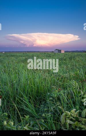 Cumulonimbus capillatus Wolke über Tomatenfeld. Vegas Bajas del Guadiana, Badajoz, Spanien Stockfoto