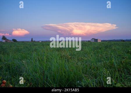 Cumulonimbus capillatus Wolke über Tomatenfeld. Vegas Bajas del Guadiana, Badajoz, Spanien Stockfoto