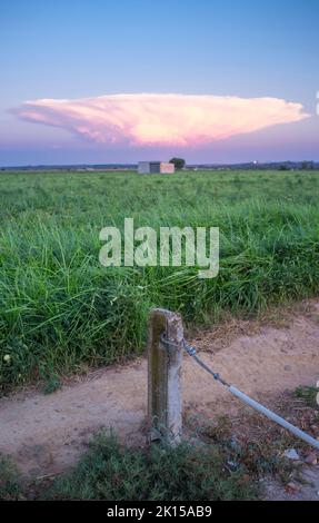 Cumulonimbus capillatus Wolke über Tomatenfeld. Vegas Bajas del Guadiana, Badajoz, Spanien Stockfoto